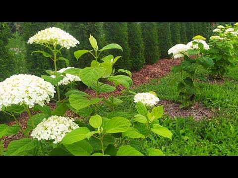 Видео: ГОРТЕНЗІЯ