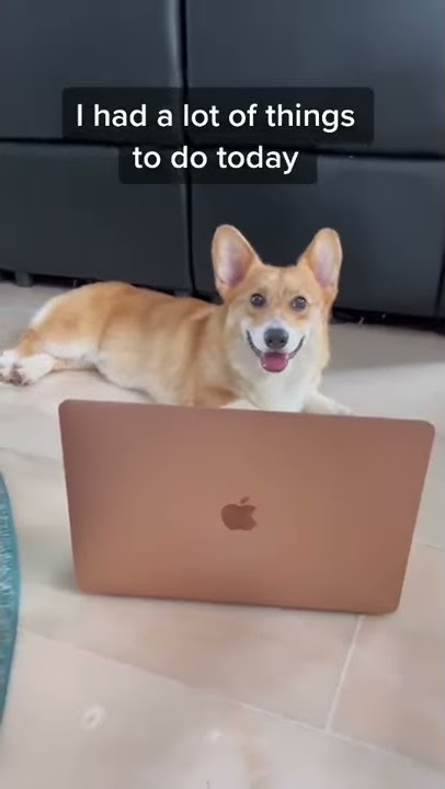 Shinji The Corgi- I Took A Nap Tiktok #short
