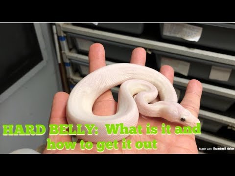 #triggreptiles #ballpythons #breeding HOW TO REMOVE HARD BELLY