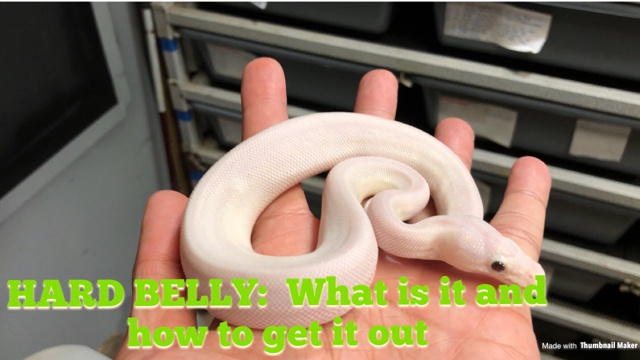 pet snakes and dogs #triggreptiles #ballpythons #breeding HOW TO REMOVE HARD BELLY