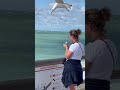 How did she not see the bird? 😂 #viral #seagull #bird #icecream #funny #Missionimpossible #pubity