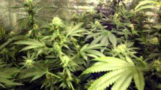 Beginner Grow day 35