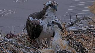 A Portrait Of Iris And Her Chick At The Hellgate Osprey Nest | July 20, 2026