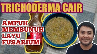 HOW TO MAKE LIQUID TRICHODERMA TO KEEP PLANTS FREE OF FUSARIUM WILT PATHOGEN!!!
