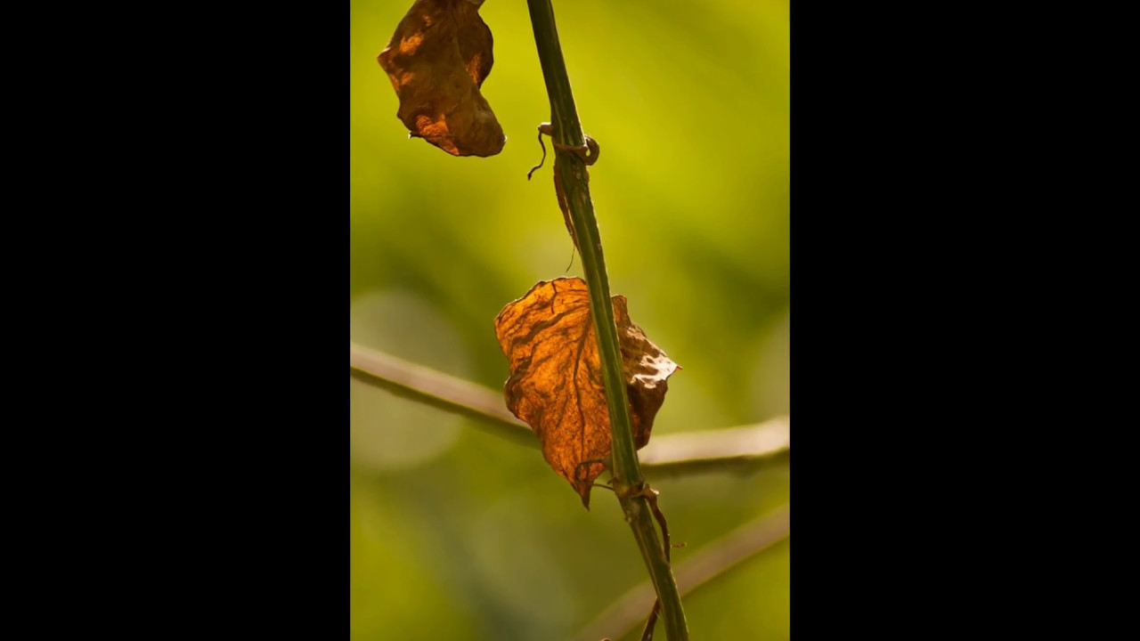 Tamron AF 70-300mm Macro Di LD f/4.0-5.6 Sample Pictures