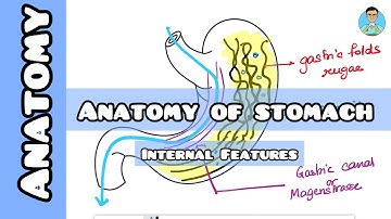 Stomach (Internal Features)| Anatomy
