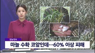 [영농] 마늘 수확 코앞인데…60% 이상 피해