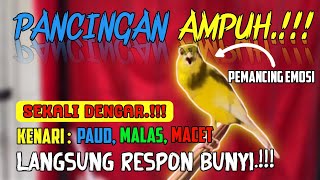 100% RESPON PANCINGAN DAN MASTERAN KENARI PAUD!!! #masteranburung #canaryislands 