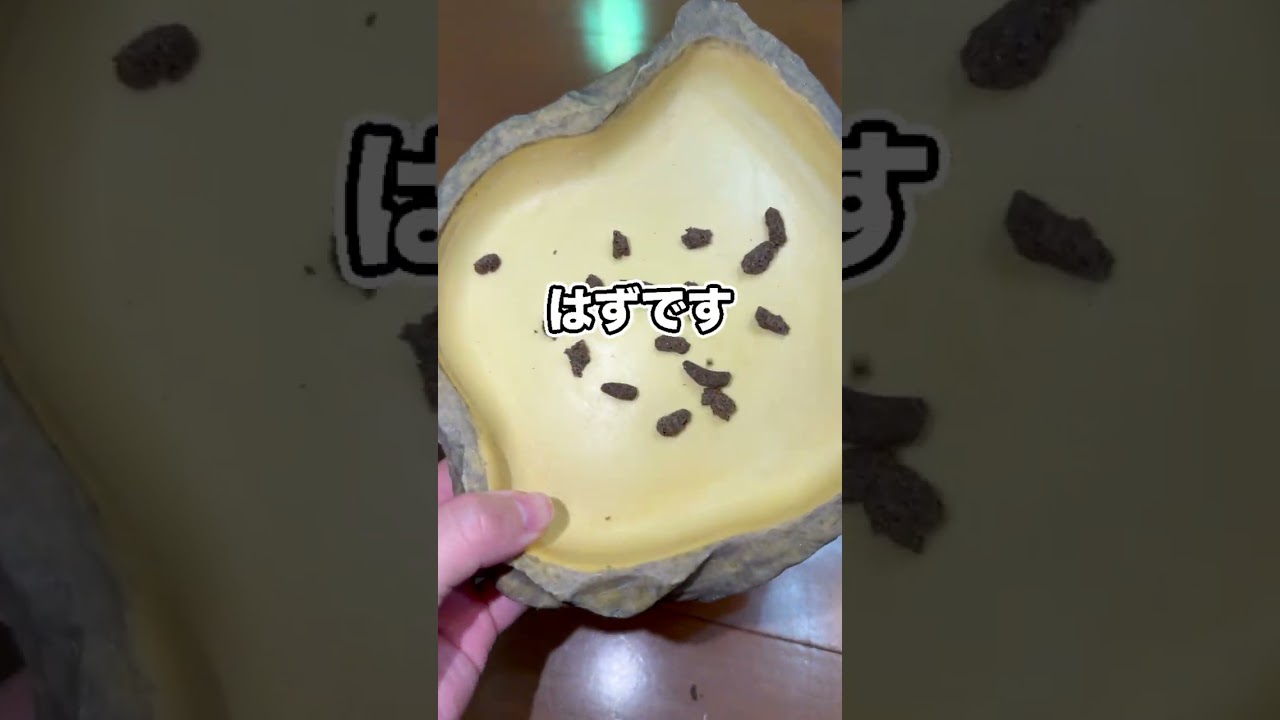 砂の中で見つけた小さな生き物の可愛い動きとは？