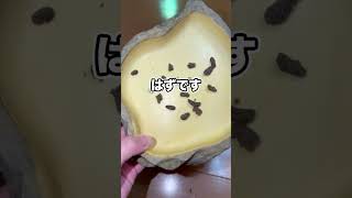 砂にエサを与えたらう◯ちしていました…