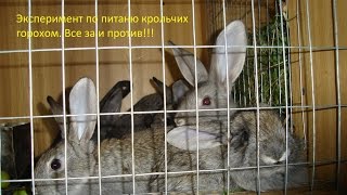 Чем кормить крольчиху после окрола и перед ним Чем кормить крольчиху после окрола и перед ним