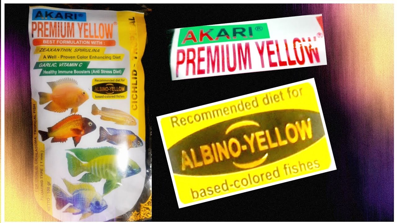 DIJAMIN JADI KUNING  PELET AKARI IKAN  ALBINO dan 