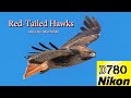 Red Tail Hawks, and a few other birds, with the Nikon D780 in high wind - pure magic!