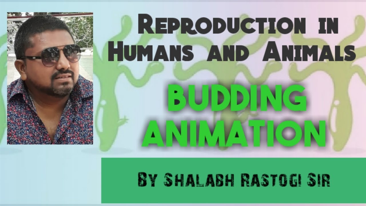 Budding Animation || reproduction in humans and animals||SCIENCE - YouTube