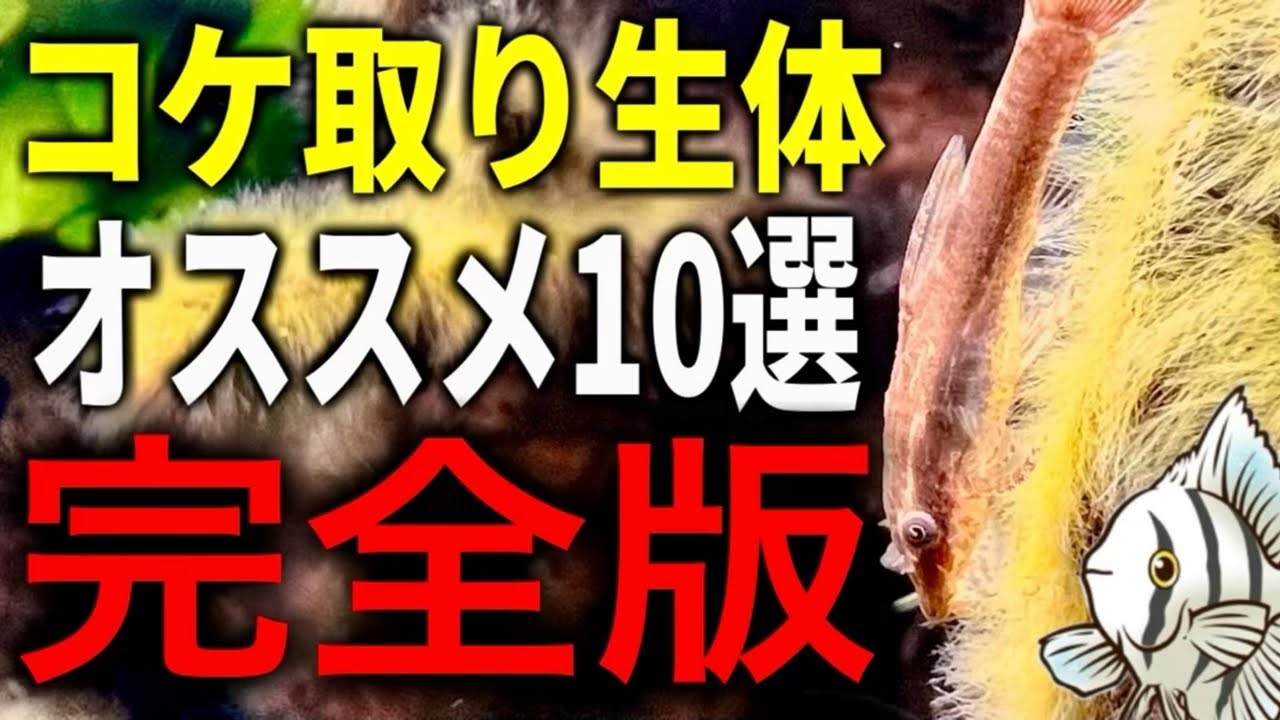 【完全版】コケ対策はこれで安心！オススメのコケ取り生体10選【熱帯魚 アクアリウム】