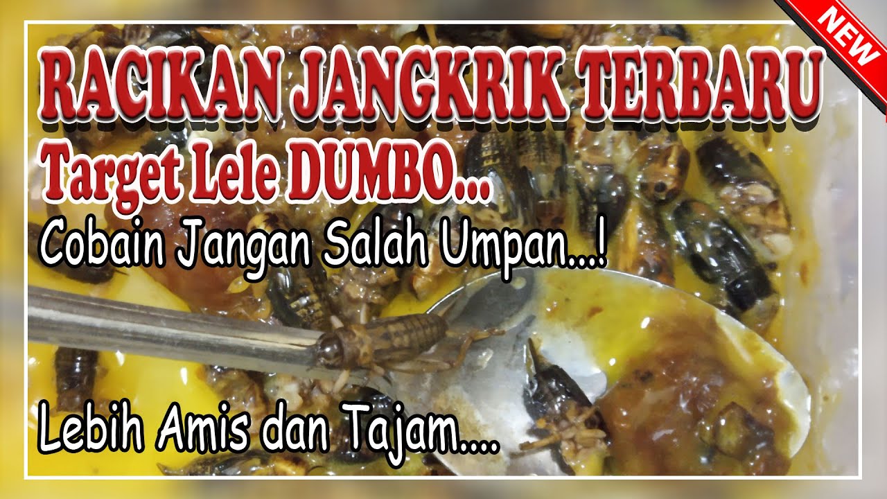 RACIKAN UMPAN LELE HARIAN MEDIA JANGKRIK & BELUT TARGET LELE DUMBO