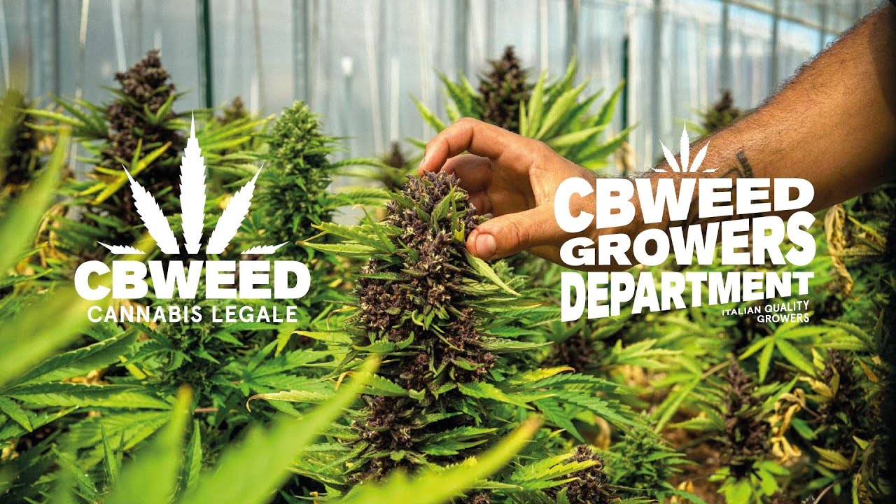 DEEP PURPLE CBD  IS BACK