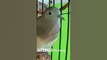 Perkutut Lokal Gacor Suara Paling Ampuh Pancingan Burung Perkutut Agar Cepat Bunyi