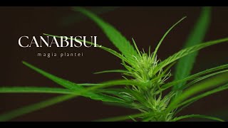 Documentar - Canabisul: Magia Plantei