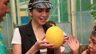 IBU PINTAR - Cara Memetik Buah Golden Melon (13/10/18) Part 3