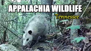 Appalachia Wildlife Video 2417 of As The Ridge Turns in the Foothills of the Smoky Mountains