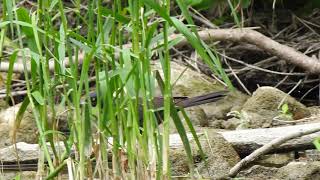 Common Grackle takes a walk by the beach