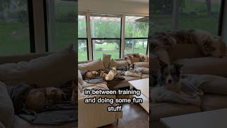 6 dogs chilling together  a dog trainers dream