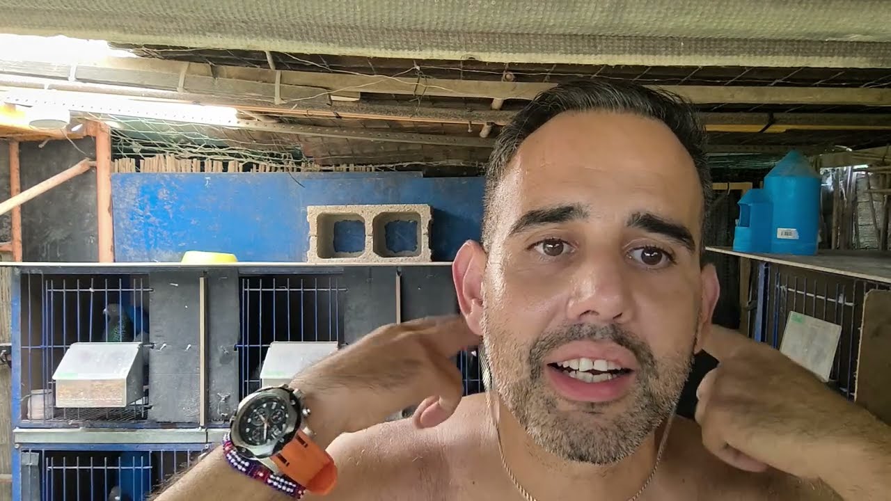 El Palomeo en España Explicado para Los Paisanos Cubanos