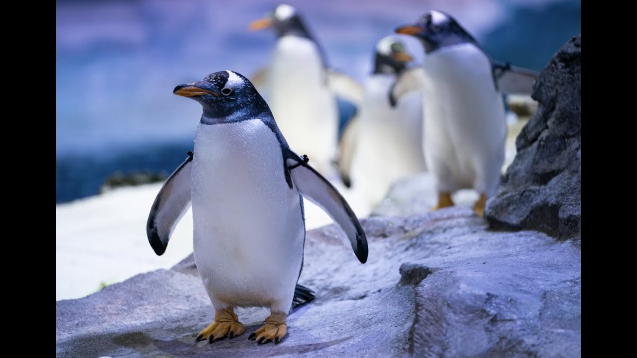 Inside the reopened Detroit Zoo penguin exhibit