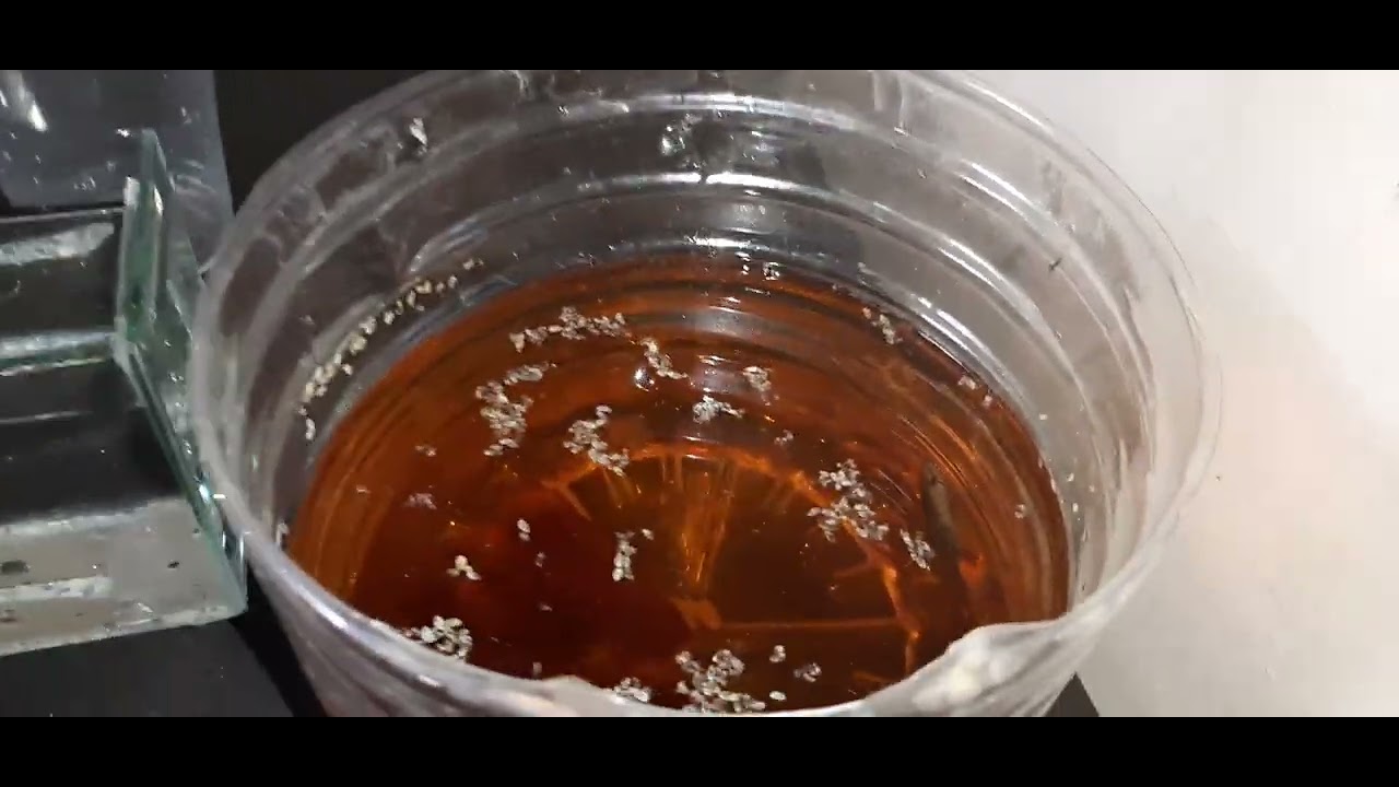 ifusórios ,paramécios saiba como conseguir fácil e de  graça