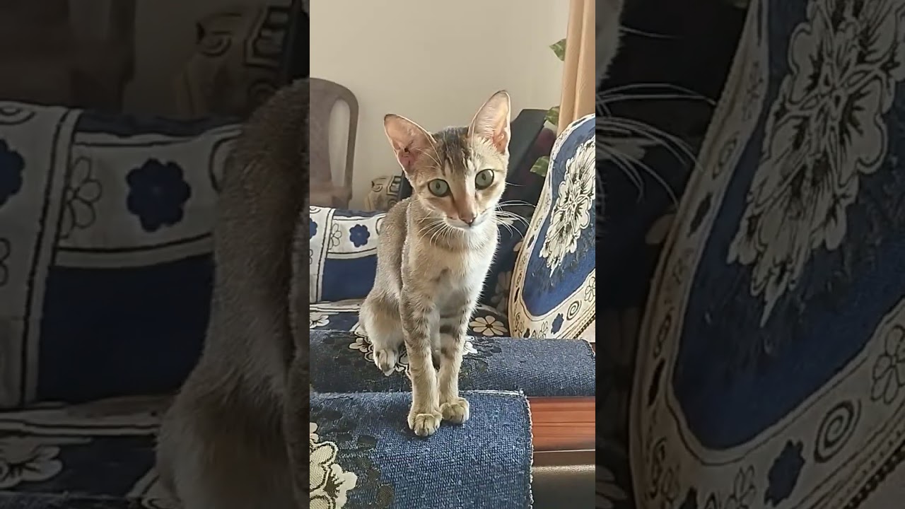 my meow meow😻 always with me 😘 #reels #meowmeowsong #shortvideo #catlove #kidsvideo #youtubeshorts