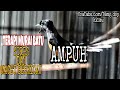 Terapi Burung Murai Batu Stres Macet Bunyi Dan Drop Mental Suara Di Alam Bebas Mp3 - Mp4 Download