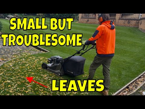 Don't Let Winter Kill Your Lawn - November Guide