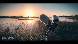 A short stereo field recording capturing the dawn chorus with the Zoom F3 and Behringer C2