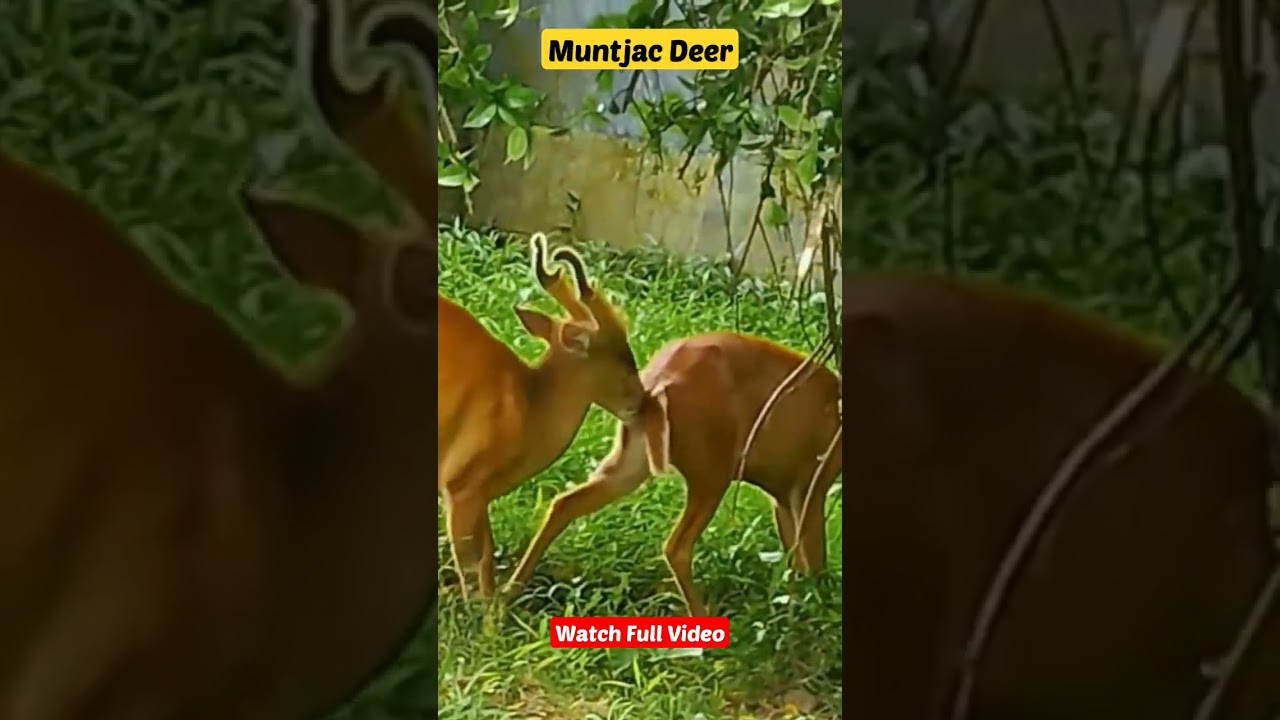 Muntjac Deer Behaviour