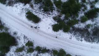 Finding Moose With Drones by EarthFixMedia 5,230 views 6 years ago 1 minute, 1 second