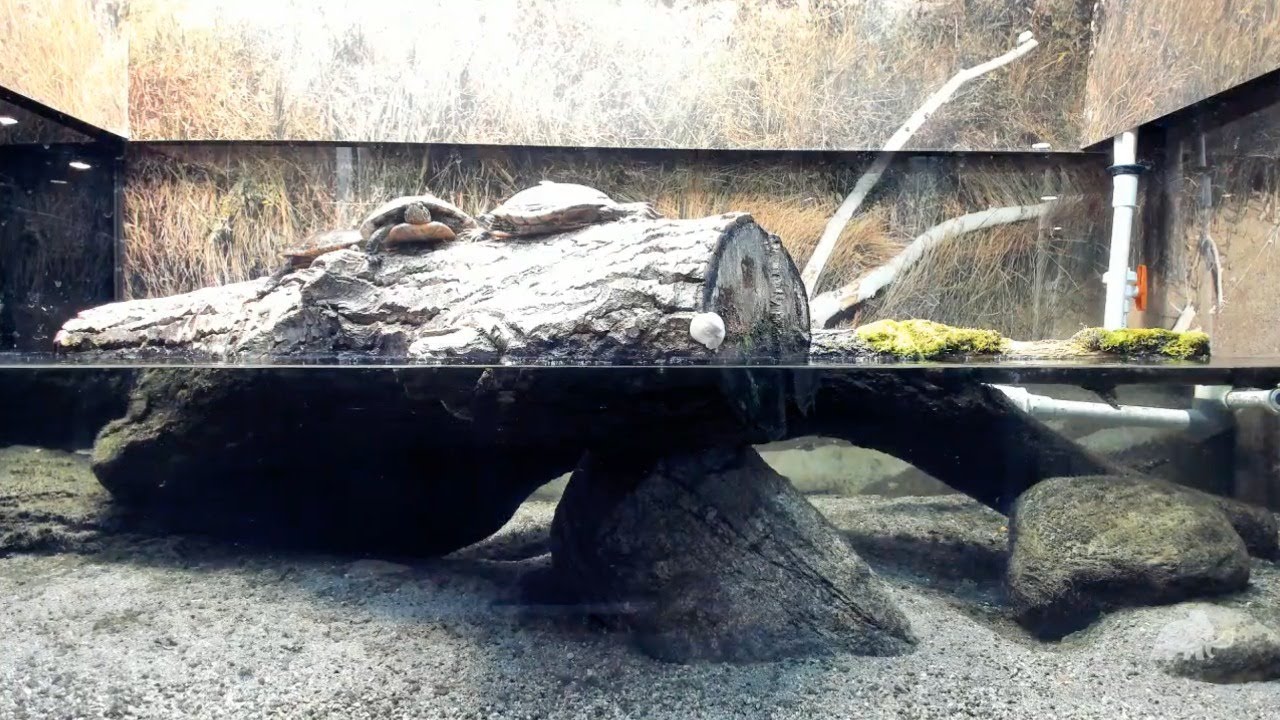 Western Painted Turtle Tank YouTube