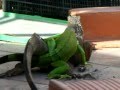 Iguana Apareandose (Spike)