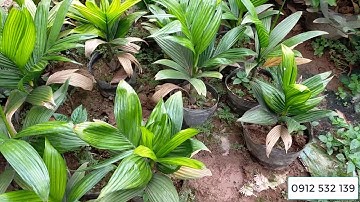 Bán buôn cau lùn giống hàng F1 - 0977973535