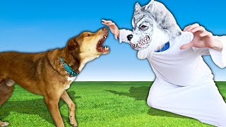 Dogs React to Scary Halloween Costumes! (Hillarious) PawZam Dog