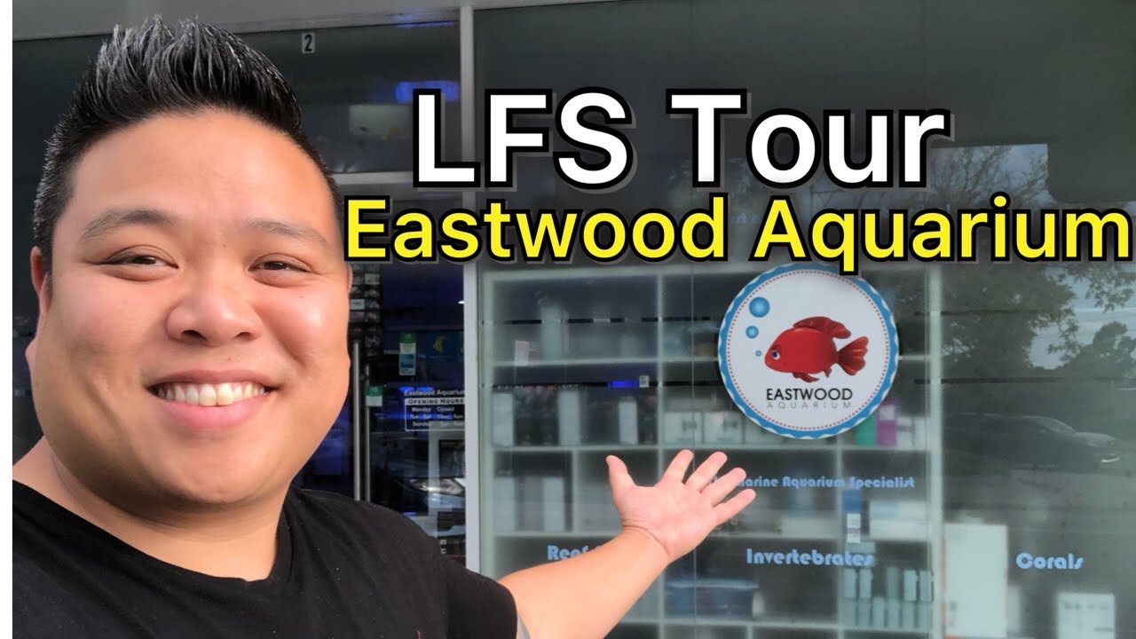 SPS HEAVEN!!! LFS TOUR At Eastwood Aquarium! YouTube