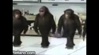 مضحك عيد ميلاد قرد