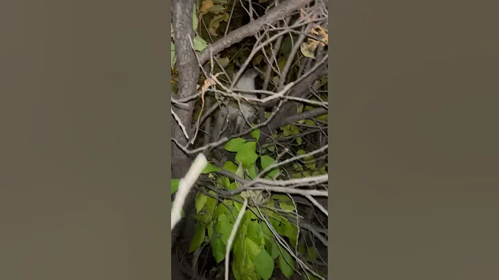 Watch the video about Siamese Cat Spotted in A Wild Spot #cat #fyp #tf2edit