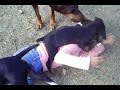 Rottweiler attack training Rottweiler attack training