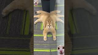 Orange Cat Turns Into a Rug 😂 #shorts #cat #kitten #funny #cute #