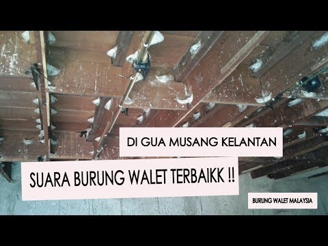 suara-panggil-burung-walet-joss---gua-musang-kelantan-terbaikk-!!
