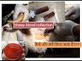 blood collection in sheep I  impotance in Microbiology