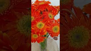 #lovely #orange #daisy#flower#shorts