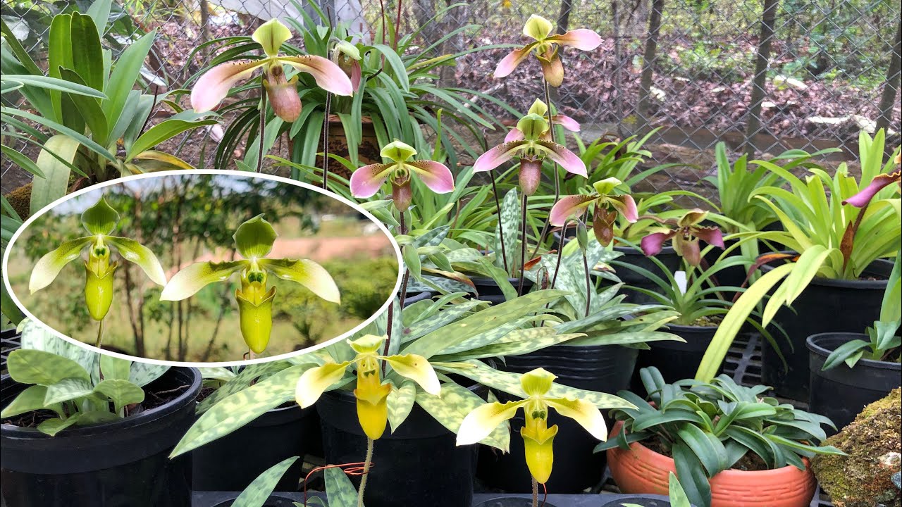 Lan Hài Táo Đột Biến Semi Paphiopedilum appletonianum || Toán Ròm Garden