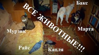 ВСЕ ЖИВОТНЫЕ В ОДНОЙ КОМНАТЕ! ВСЕ ЖИВОТНЫЕ В ОДНОЙ КОМНАТЕ!